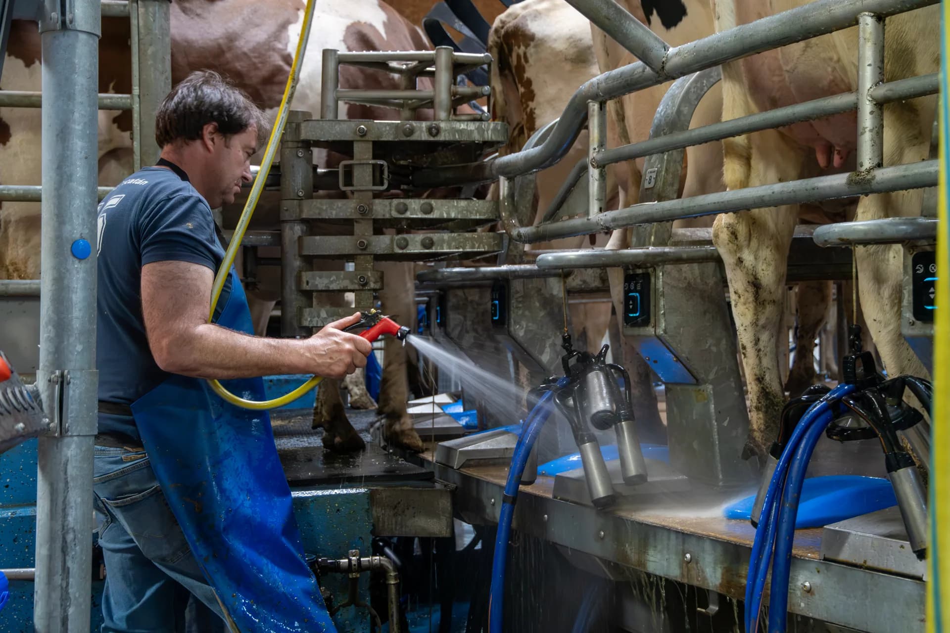 Daniel Menoud nettoyant les trayons pendant la traite