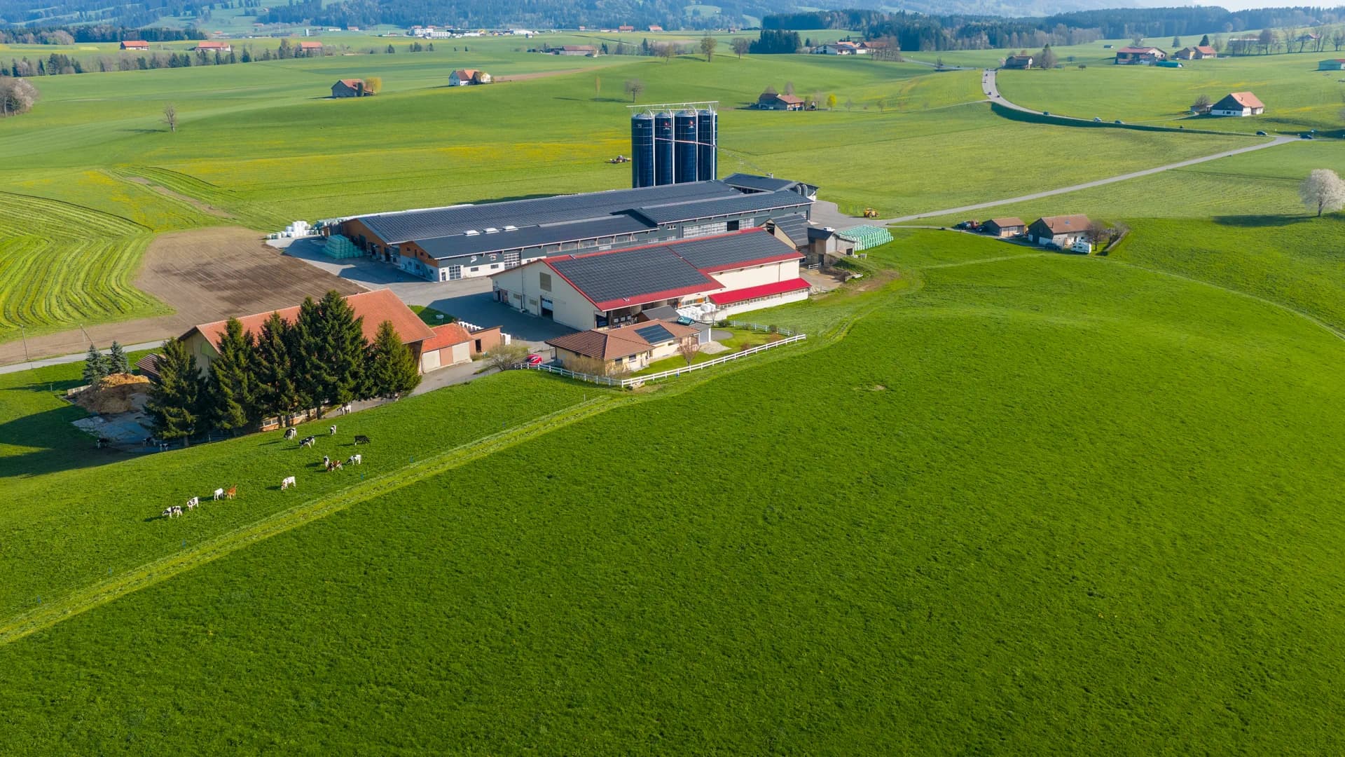 Vaches au pâturage et bâtiments de la ferme, vue drone