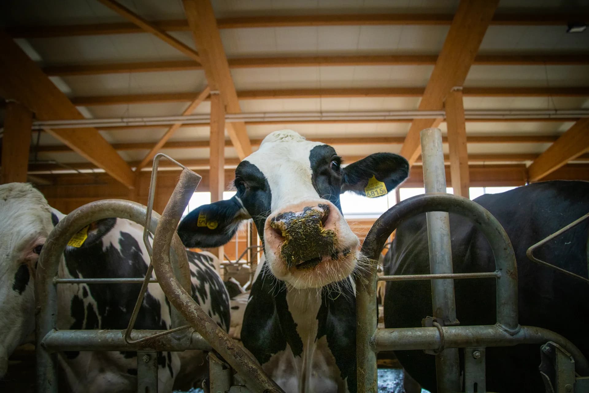 Vache Holstein avec la langue sortie, moment espiègle