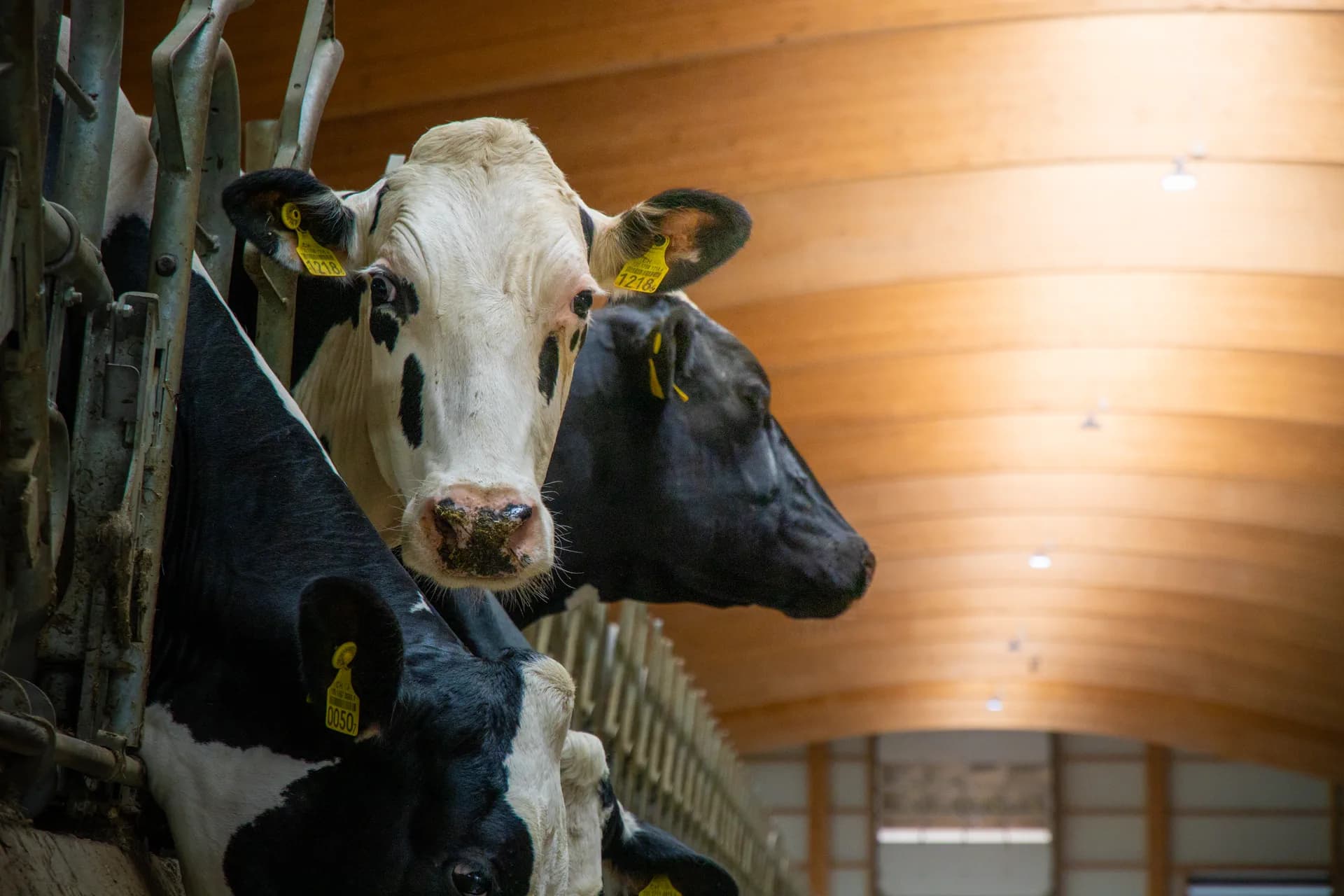 Portrait d'une Holstein noire et blanche dans la stabulation