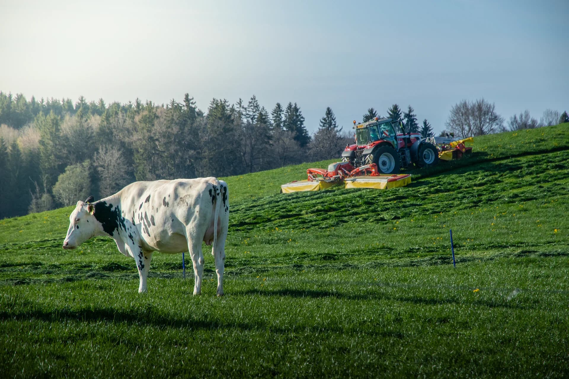 Vache Holstein au pâturage, tracteur fauchant en arrière-plan