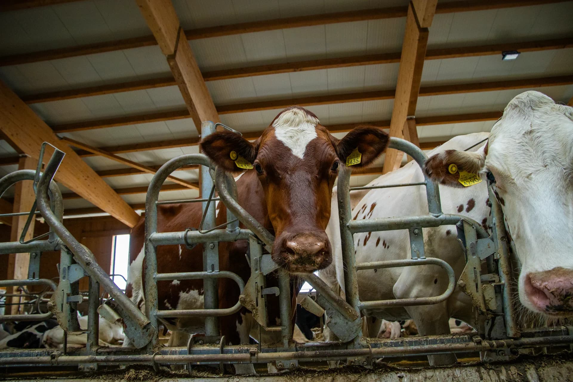 Portrait d'une Red Holstein rousse et blanche