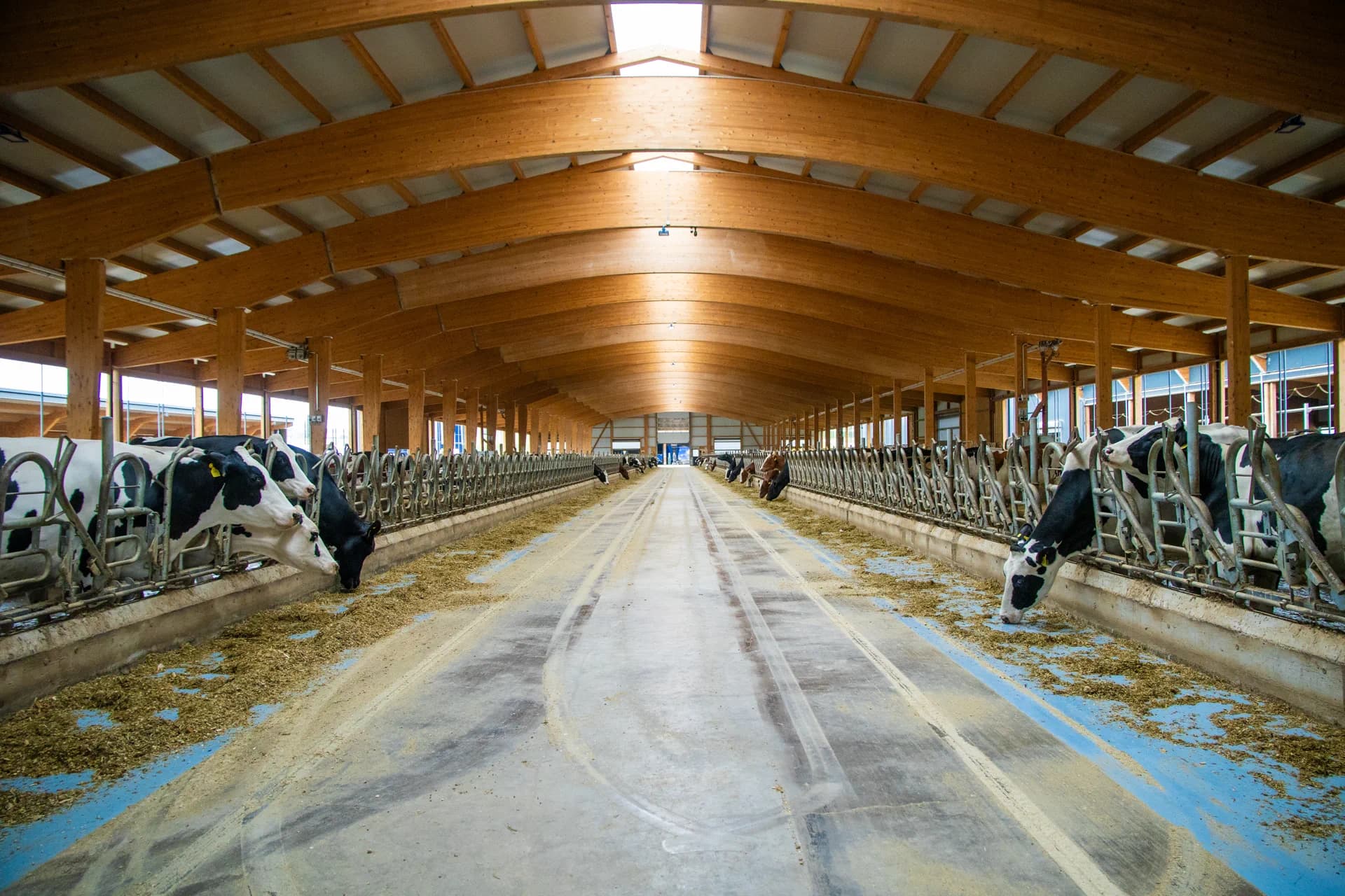 Vaches Holstein à l'alimentation dans la stabulation bois