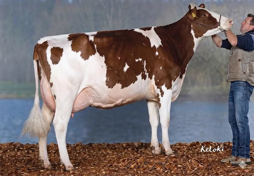 Presentation Holstein par le handler en concours