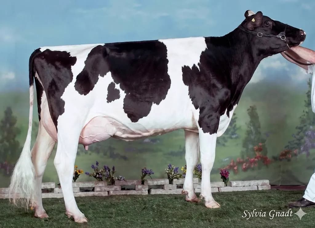 Red Holstein en concours, cloture blanche et fond pastoral