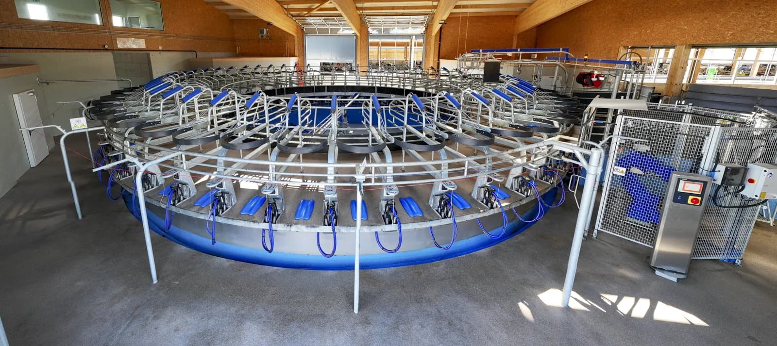 Vaches sur le carrousel en fonctionnement