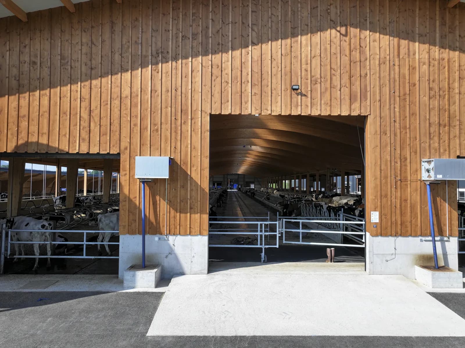 Vaches laitières en stabulation libre