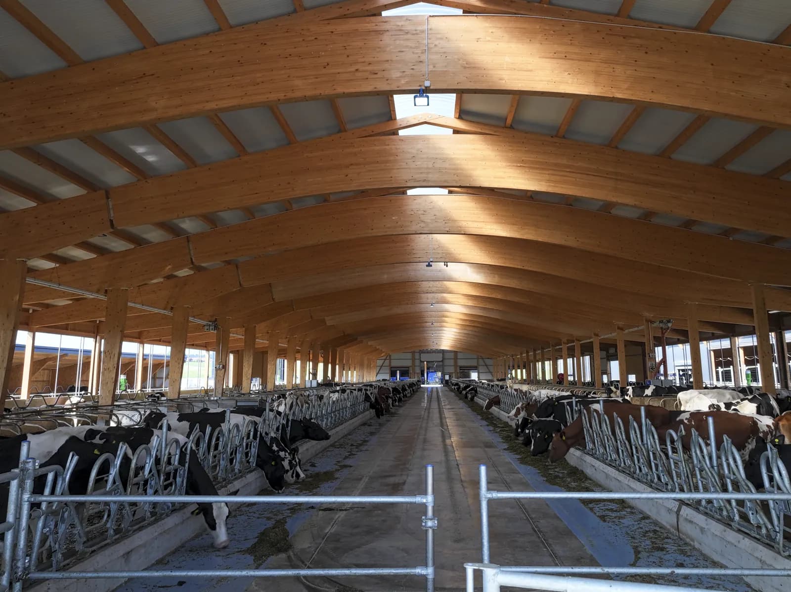 Troupeau dans les couloirs de la ferme