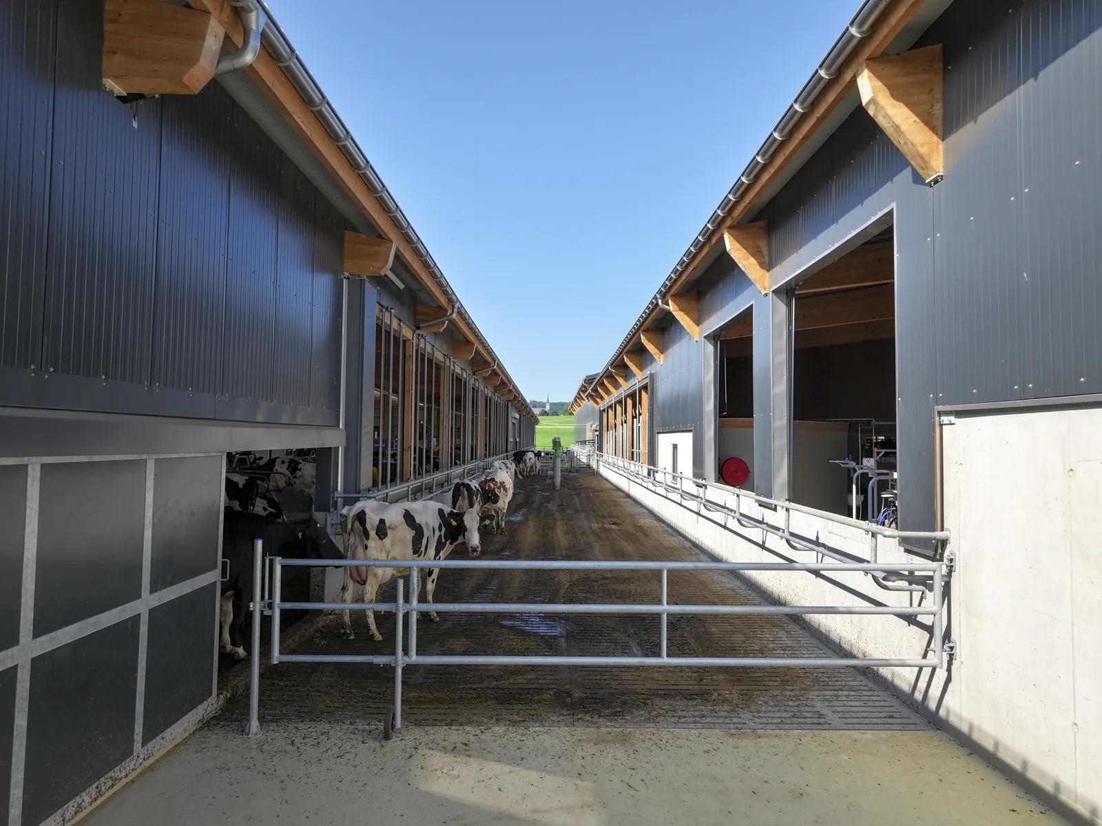 Vaches au repos dans la stabulation