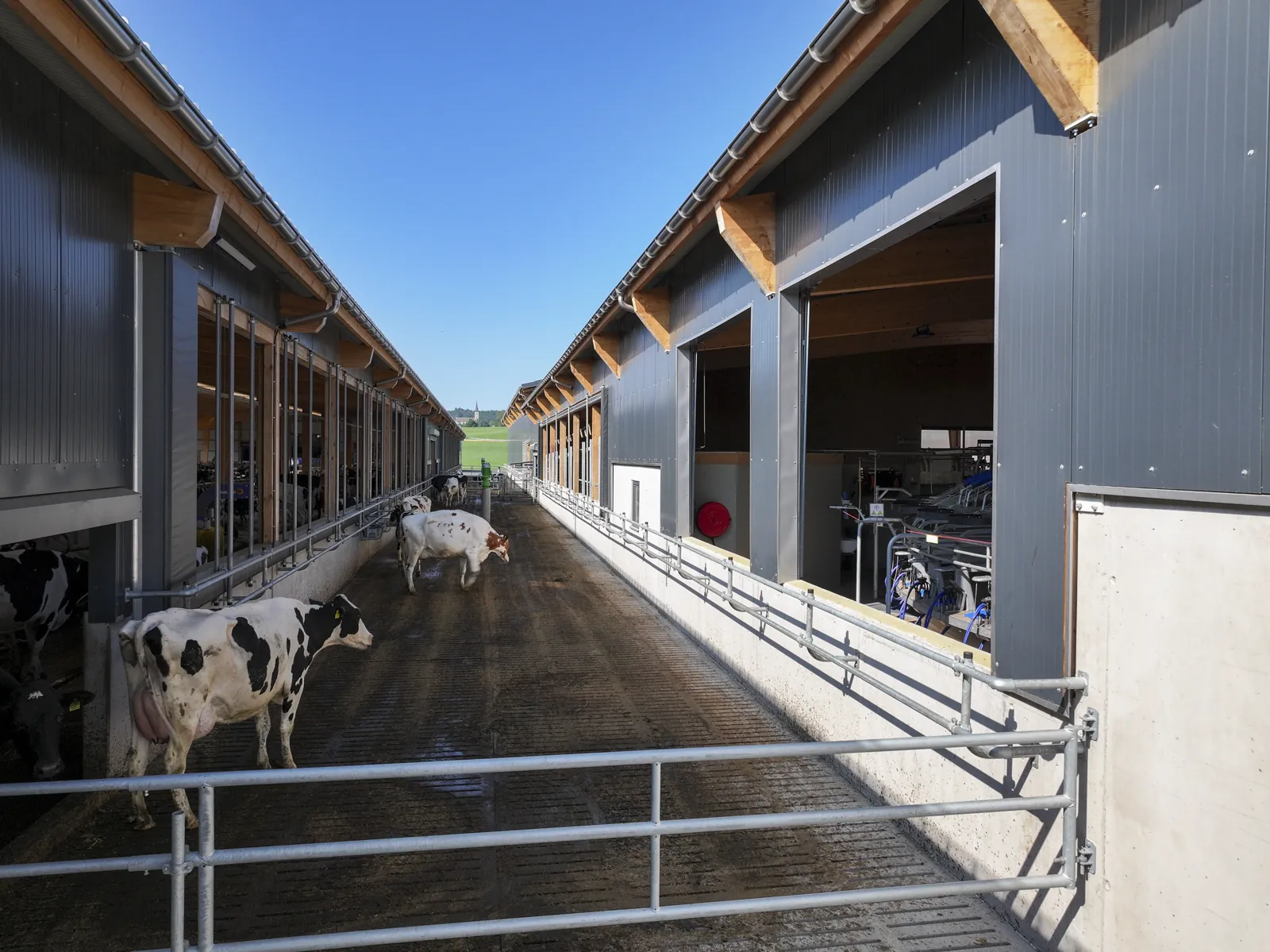 Troupeau en stabulation libre moderne