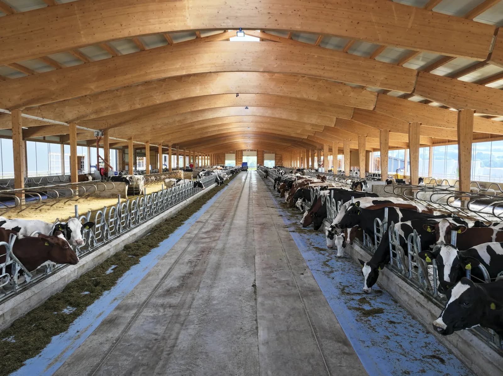 Vaches laitières à l'alimentation automatique