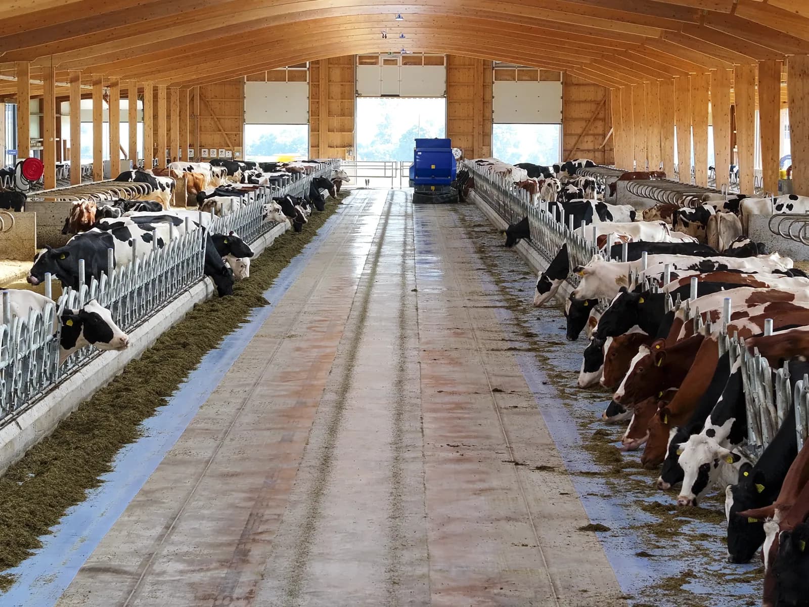 Holstein noire et blanche en gros plan