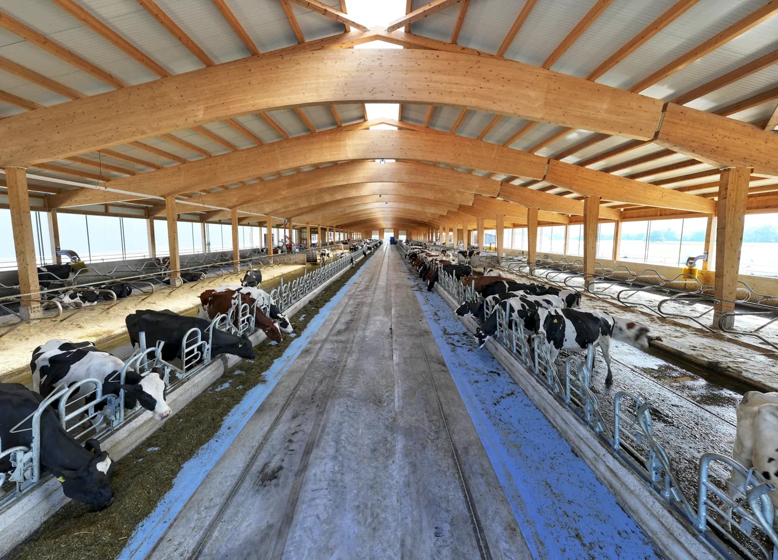 Vaches dans le parc extérieur