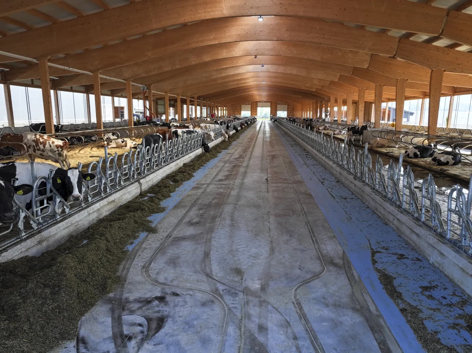 Vue intérieure de la stabulation libre du troupeau