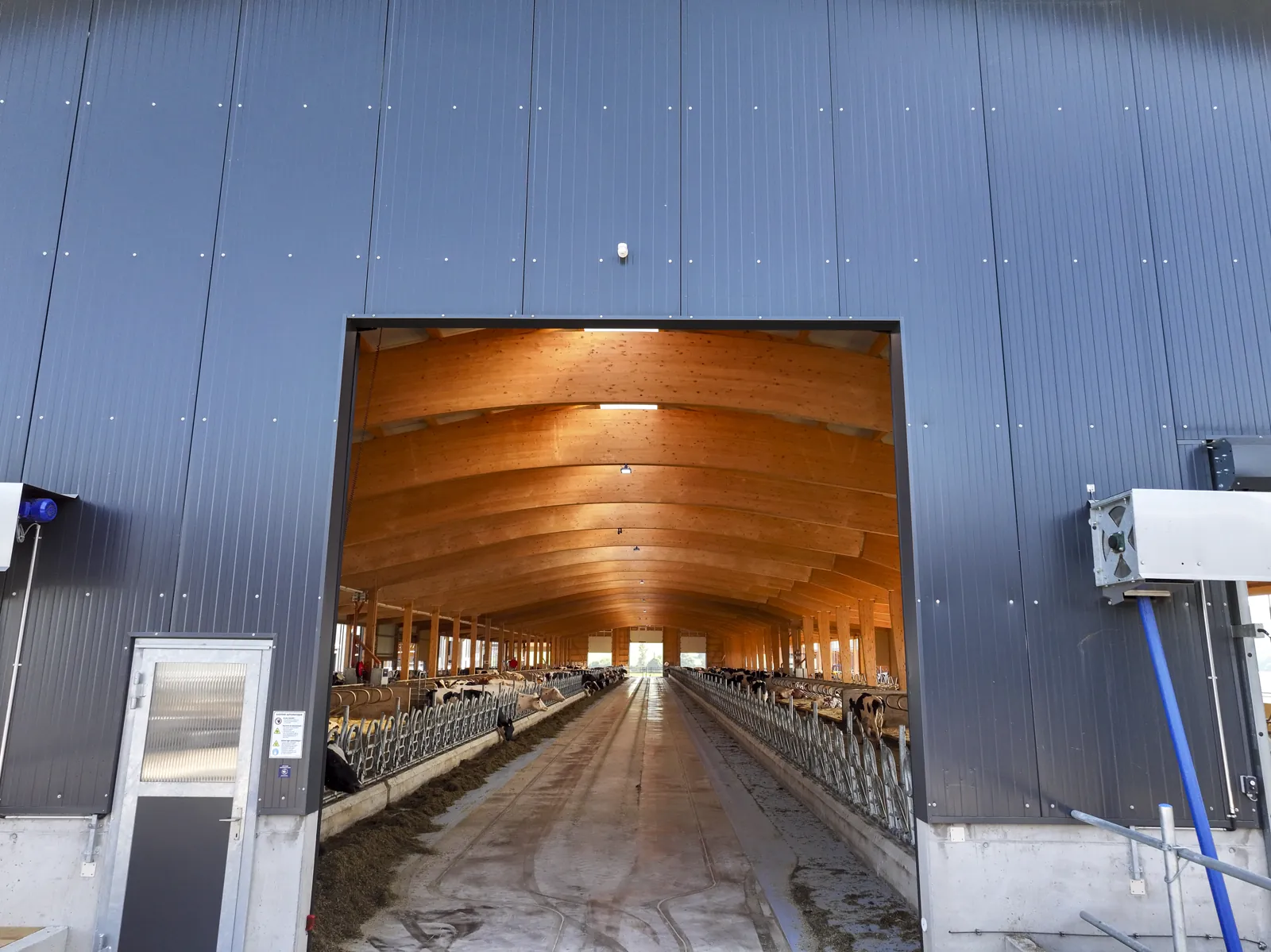 Vaches dans la zone d'attente de traite