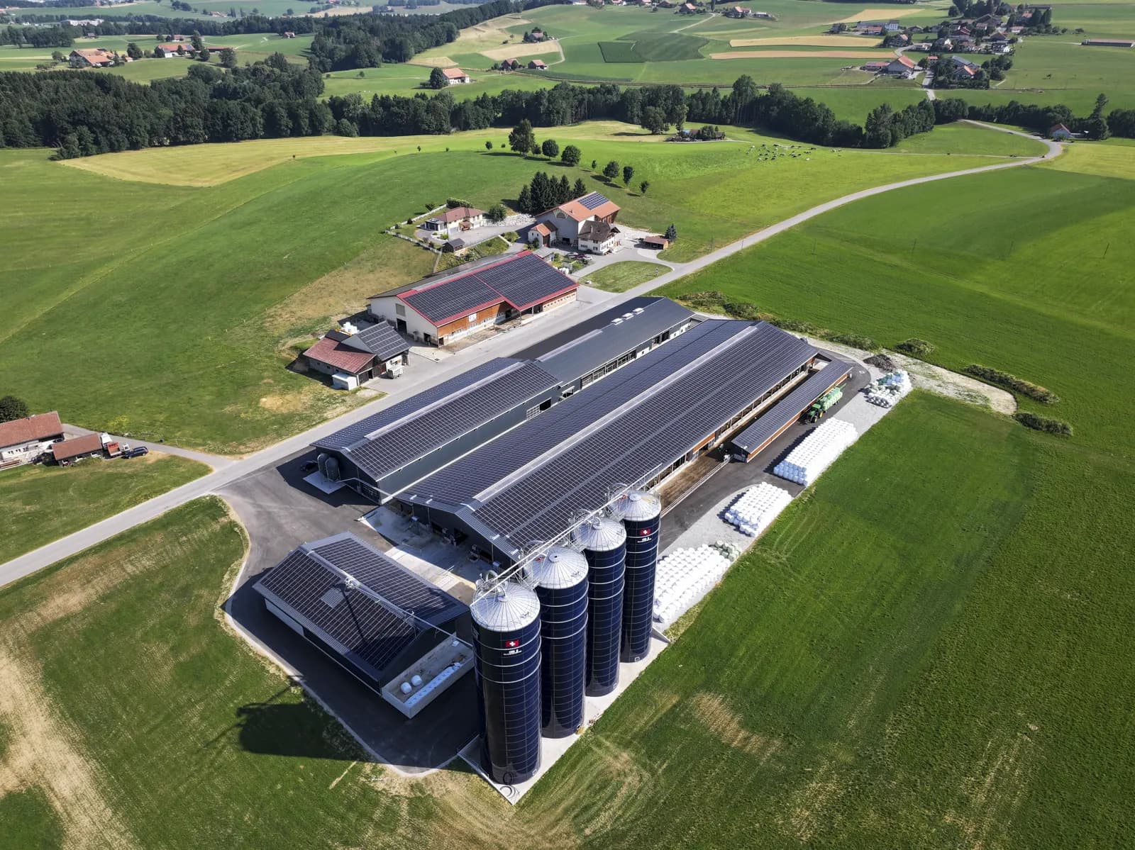 Génisses dans l'étable