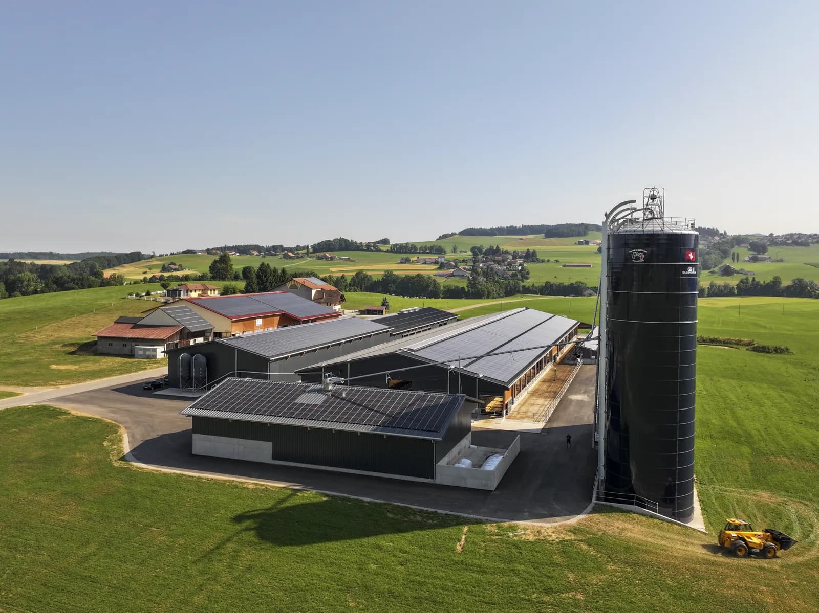 Vaches à l'abreuvoir