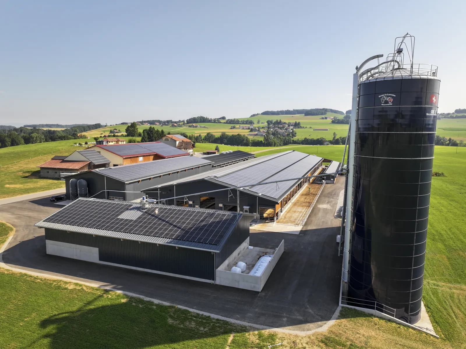 Vaches laitières en mouvement